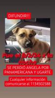 Foto de Mascota Extraviada