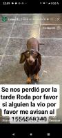 Foto de Mascota Extraviada