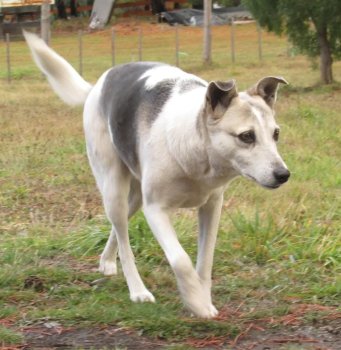 Foto de Mascota Extraviada