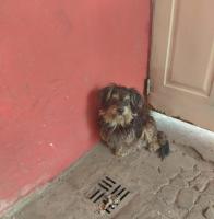 Foto de Mascota Encontrada