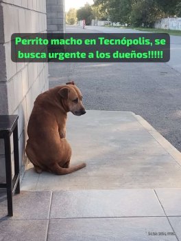 Foto de Mascota Avistada