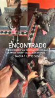 Foto de Mascota Encontrada