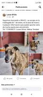 Foto de Mascota Extraviada