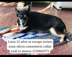 Foto de Mascota Extraviada