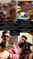 Foto de Mascota Extraviada