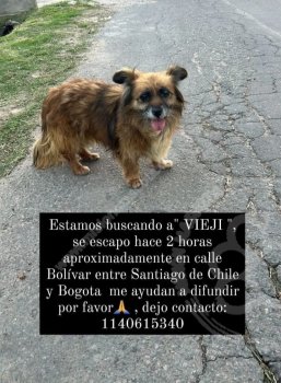 Foto de Mascota Perdida