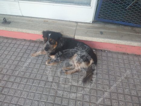 AVIST.VILLAADELINA05-03