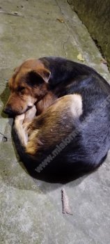 Avist.VillaBallester05-03