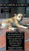 Foto de Mascota Extraviada