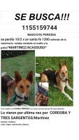 Foto de Mascota Extraviada