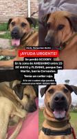 Foto de Mascota Extraviada