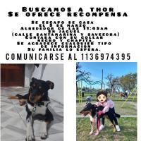 Foto de Mascota Extraviada