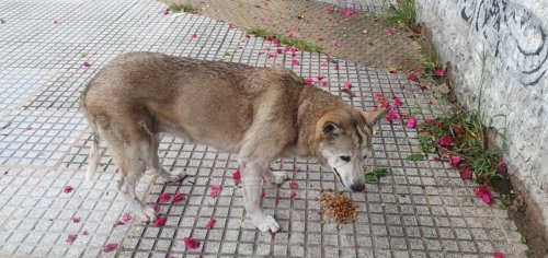 Avist.Parque Avellaneda