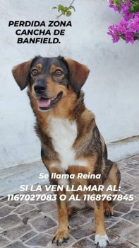 Foto de Mascota Extraviada