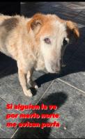 Foto de Mascota Extraviada