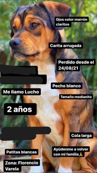 Foto de Mascota Extraviada