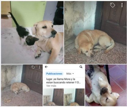 Foto de Mascota Extraviada