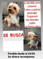 Foto de Mascota Extraviada