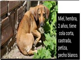 Foto de Mascota Extraviada