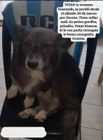 Foto de Mascota Extraviada