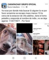 Foto de Mascota Extraviada