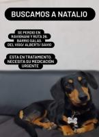 Foto de Mascota Extraviada