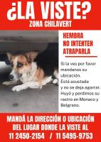 Foto de Mascota Extraviada