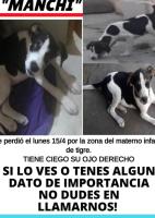 Foto de Mascota Extraviada