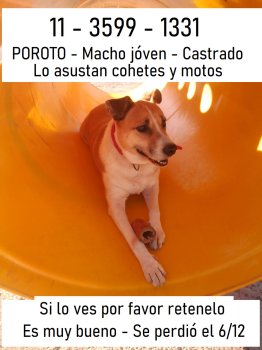 Foto de Mascota Perdida