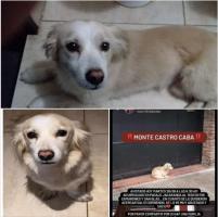 Foto de Mascota Extraviada