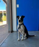 Foto de Mascota Encontrada