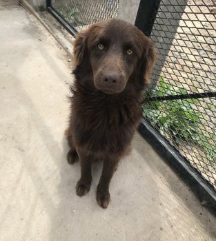 Foto de Mascota Extraviada