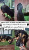 Foto de Mascota Encontrada