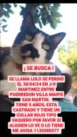 Foto de Mascota Extraviada