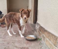 Foto de Mascota Encontrada