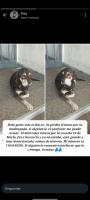 Foto de Mascota Extraviada