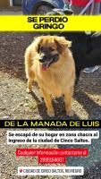 Foto de Mascota Extraviada