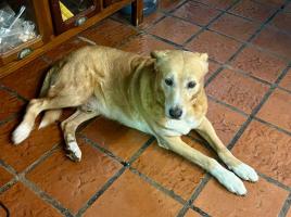 Foto de Mascota Encontrada