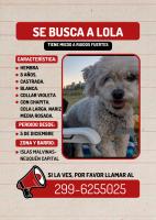 Foto de Mascota Extraviada