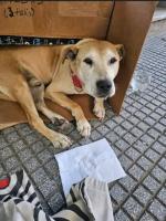 Foto de Mascota Extraviada