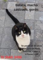 Foto de Mascota Extraviada