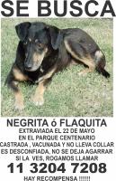 Foto de Mascota Extraviada