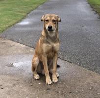 Foto de Mascota Encontrada