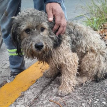 Foto de Mascota Encontrada