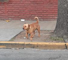 Foto de Mascota Avistada