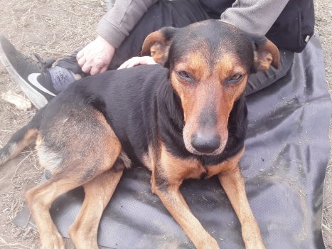 Foto de Mascota Encontrada