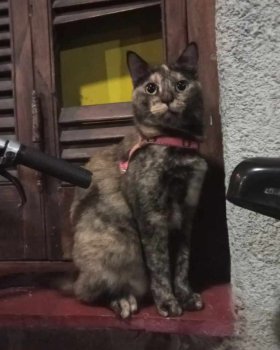 Foto de Mascota Extraviada