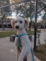 Foto de Mascota Extraviada