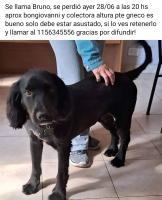 Foto de Mascota Extraviada