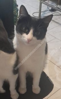 Foto de Mascota Extraviada